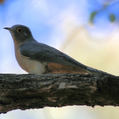 Cacomantis flabelliformis (Fan-tailed Cuckoo) at Chiltern, VIC - 16 Apr 2022 by KylieWaldon