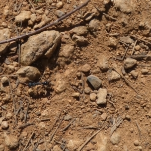 Myrmecia tarsata at Watson, ACT - suppressed