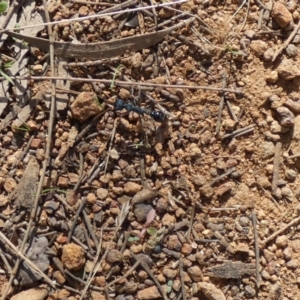 Myrmecia tarsata at Watson, ACT - suppressed