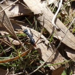 Myrmecia tarsata at Watson, ACT - suppressed