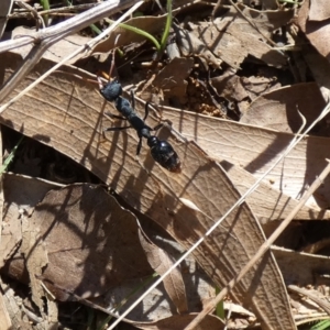 Myrmecia tarsata at Watson, ACT - suppressed