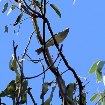 Pachycephala pectoralis (Golden Whistler) at Chiltern, VIC - 15 Apr 2022 by KylieWaldon