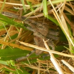 Neosparassus sp. (genus) (Unidentified Badge huntsman) at QPRC LGA - 28 Mar 2022 by TmacPictures