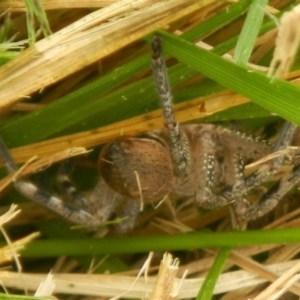 Neosparassus sp. (genus) at Jerrabomberra, NSW - 29 Mar 2022