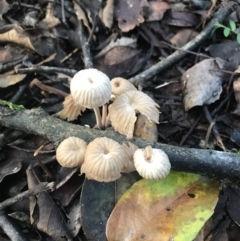 Unverified Cap on a stem; gills below cap [mushrooms or mushroom-like] at Urunga, NSW - 16 Apr 2022 by BrianH