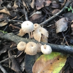 Unidentified Cap on a stem; gills below cap [mushrooms or mushroom-like] at Urunga, NSW - 16 Apr 2022 by BrianH