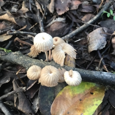 Unverified Cap on a stem; gills below cap [mushrooms or mushroom-like] at Urunga, NSW - 16 Apr 2022 by BrianH