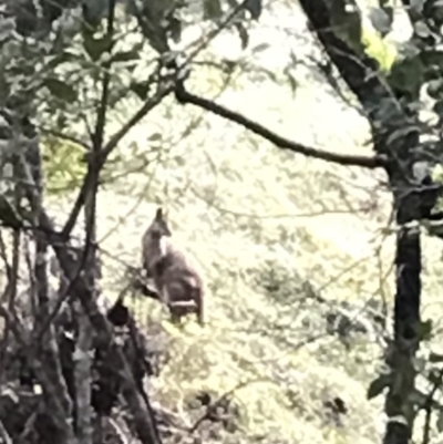 Wallabia bicolor (Swamp Wallaby) at Urunga, NSW - 16 Apr 2022 by BrianH