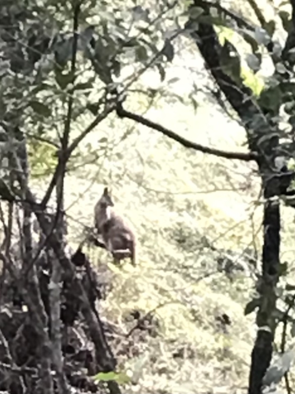 Wallabia bicolor at Urunga, NSW - 16 Apr 2022