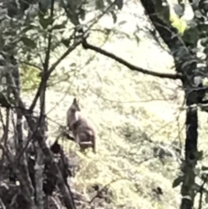 Wallabia bicolor at Urunga, NSW - 16 Apr 2022