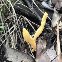 Clavulinopsis amoena at Urunga, NSW - 16 Apr 2022 by BrianH