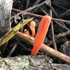 Clavulinopsis corallinorosacea at Urunga, NSW - 15 Apr 2022 by BrianH