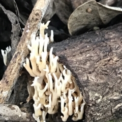 Unidentified Coralloid fungus, markedly branched at Urunga, NSW - 15 Apr 2022 by BrianH