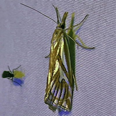Hednota pleniferellus (A Grass moth (Crambinae) at Coopers Gully, NSW - 21 Feb 2022 by ibaird