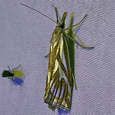 Unidentified Pyralid or Snout Moth (Pyralidae & Crambidae) at Coopers Gully, NSW - 21 Feb 2022 by ibaird