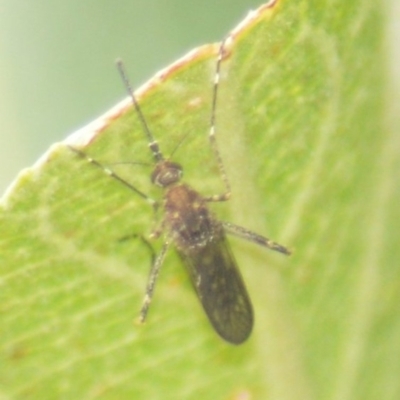 Aedes sp. (genus) (Mosquito) at QPRC LGA - 29 Mar 2022 by TmacPictures
