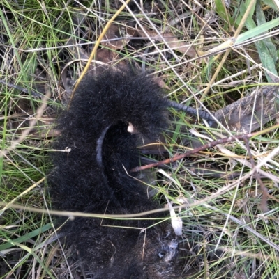 Trichosurus vulpecula (Common Brushtail Possum) at Flea Bog Flat to Emu Creek Corridor - 16 Apr 2022 by JohnGiacon