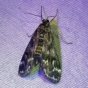 Hygraula nitens at Coopers Gully, NSW - 21 Feb 2022 09:20 PM