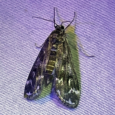 Unidentified Pyralid or Snout Moth (Pyralidae & Crambidae) at Coopers Gully, NSW - 21 Feb 2022 by ibaird