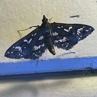 Unidentified Pyralid or Snout Moth (Pyralidae & Crambidae) at Coopers Gully, NSW - 21 Feb 2022 by ibaird