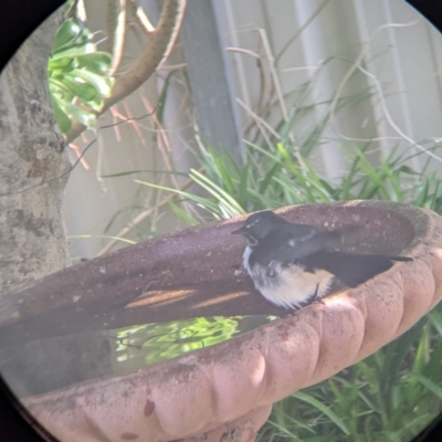 Rhipidura leucophrys (Willie Wagtail) at North Albury, NSW - 14 Apr 2022 by Darcy