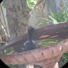 Rhipidura leucophrys at North Albury, NSW - 14 Apr 2022