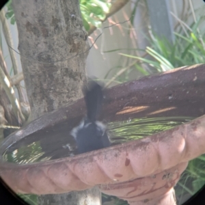 Rhipidura leucophrys at North Albury, NSW - 14 Apr 2022