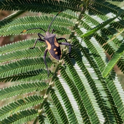 Mictis profana (Crusader Bug) at Bonegilla, VIC - 16 Apr 2022 by Darcy