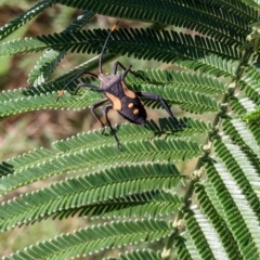 Mictis profana at Bonegilla, VIC - 16 Apr 2022 09:14 AM