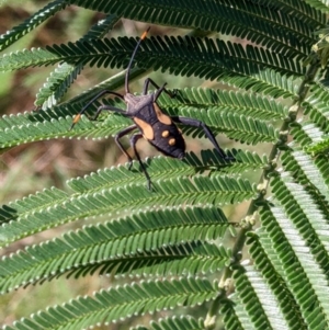 Mictis profana at Bonegilla, VIC - 16 Apr 2022 09:14 AM