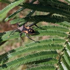 Mictis profana at Bonegilla, VIC - 16 Apr 2022 09:14 AM