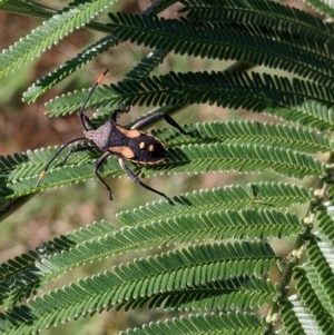 Mictis profana at Bonegilla, VIC - 16 Apr 2022