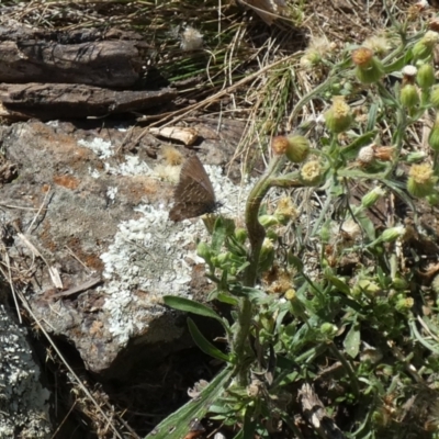 Theclinesthes serpentata (Saltbush Blue) at Watson, ACT - 16 Apr 2022 by Amata