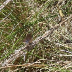 Theclinesthes serpentata at Watson, ACT - 16 Apr 2022