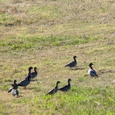 Chenonetta jubata (Australian Wood Duck) at Wodonga - 15 Apr 2022 by Darcy