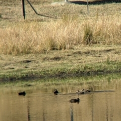 Anas superciliosa (Pacific Black Duck) at Wodonga - 15 Apr 2022 by Darcy