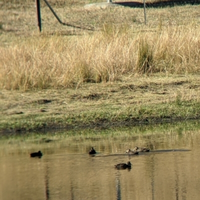 Anas superciliosa (Pacific Black Duck) at Mahers Hill - 16 Apr 2022 by Darcy