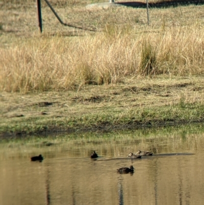 Anas superciliosa (Pacific Black Duck) at Mahers Hill - 15 Apr 2022 by Darcy