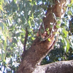 Climacteris picumnus (Brown Treecreeper) at Wodonga - 15 Apr 2022 by Darcy