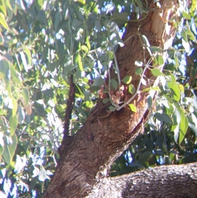 Climacteris picumnus (Brown Treecreeper) at Wodonga - 15 Apr 2022 by Darcy
