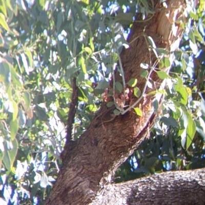 Climacteris picumnus victoriae (Brown Treecreeper) at Mahers Hill - 15 Apr 2022 by Darcy