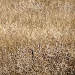 Anthus australis (Australian Pipit) at Wodonga - 15 Apr 2022 by Darcy