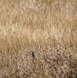 Anthus novaeseelandiae at Ebden, VIC - 16 Apr 2022