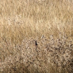 Anthus australis at Ebden, VIC - 16 Apr 2022 09:45 AM