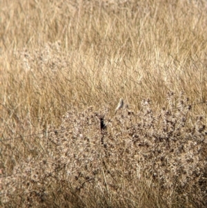 Anthus australis at Ebden, VIC - 16 Apr 2022