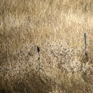 Anthus novaeseelandiae at Ebden, VIC - 16 Apr 2022