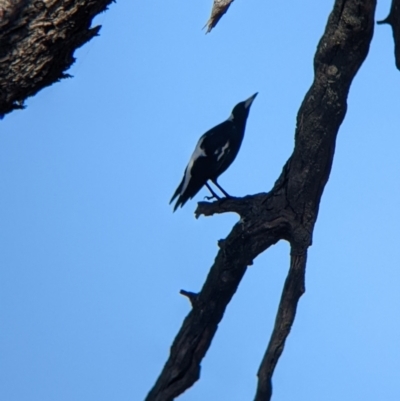 Gymnorhina tibicen (Australian Magpie) at Bonegilla, VIC - 15 Apr 2022 by Darcy