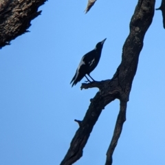 Gymnorhina tibicen (Australian Magpie) at Bonegilla, VIC - 15 Apr 2022 by Darcy