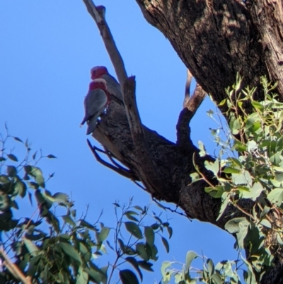 Eolophus roseicapilla (Galah) at Wodonga - 16 Apr 2022 by Darcy