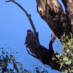 Eolophus roseicapilla at Bonegilla, VIC - 16 Apr 2022 10:00 AM
